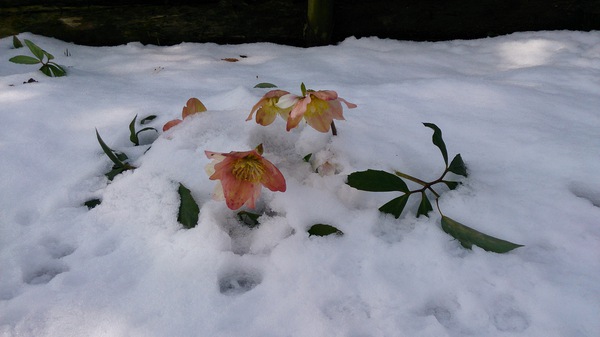 I love snow flower