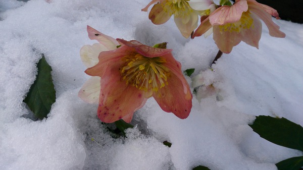 I love snow flower