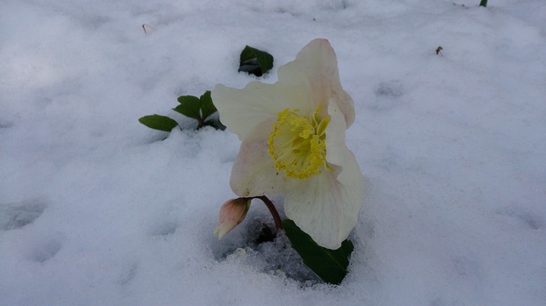 I love snow flower