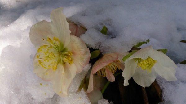 I love snow flower