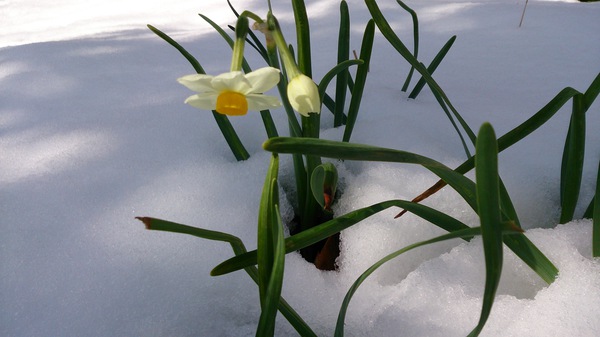I love snow flower