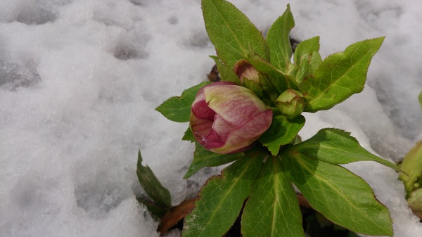 I love snow flower