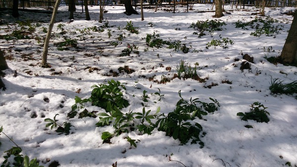 I love snow flower
