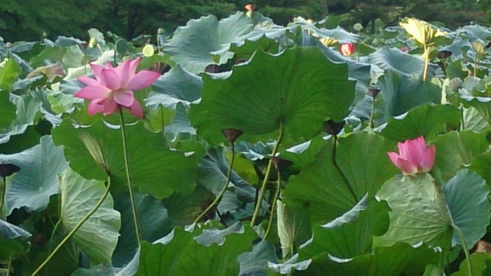 気品が漂うハスの花に会った。 気品が漂うハスの花に会った。