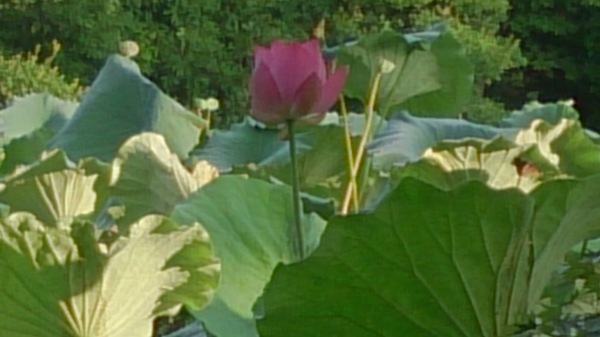 気品が漂うハスの花に会った。 気品が漂うハスの花に会った。
