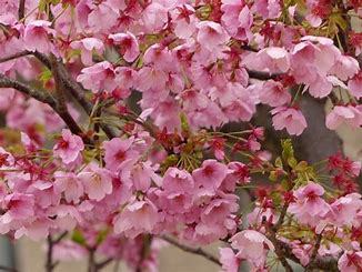 「陽光桜」を作り出した人は愛媛県人 「陽光桜」を作り出した人は愛媛県人