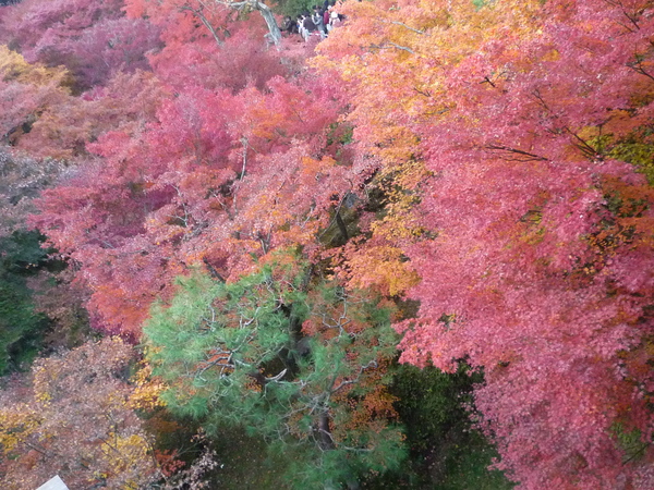秋深しin京都『東福寺』