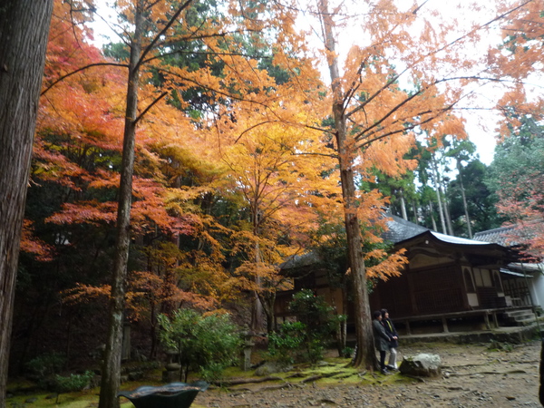 ぐるっと京都の秋「高山寺」