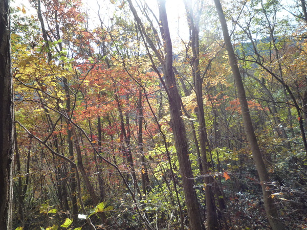 秋を感じに竜王山に登る。