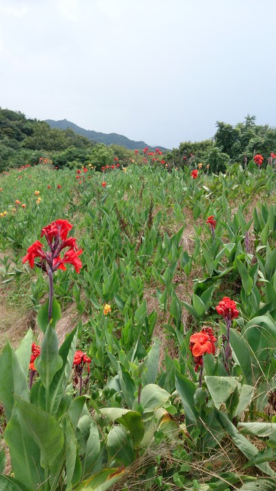 燃えるような花と言えば・・・ 燃えるような花と言えば・・・