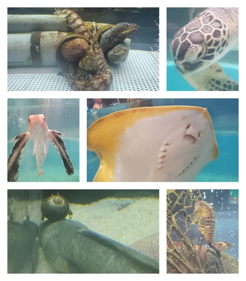 ユニークな話題の廃校水族館 ユニークな話題の廃校水族館
