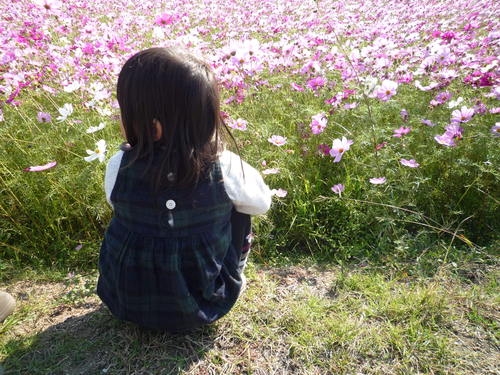 コスモスと子どもたち