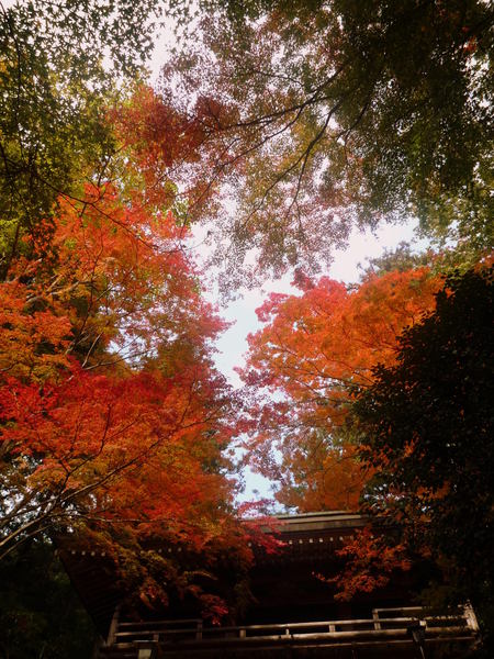 秋深し、ここは結願寺『大窪寺』