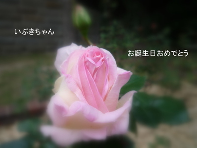 いぶき姫へHAPPY BIRTHDAY