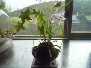 苔たまに可憐な花が咲く。