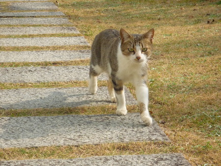 いつもの野良ちゃん