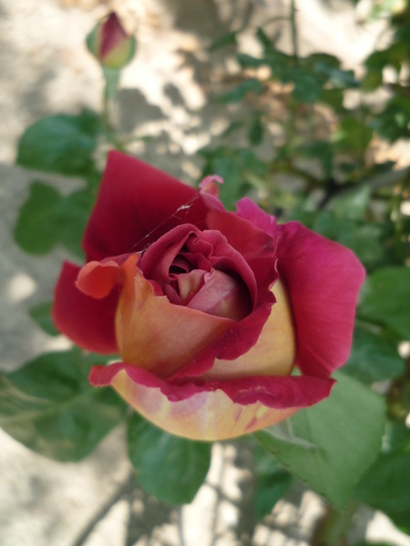プリンセスたちの薔薇