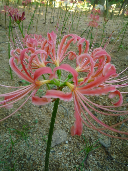 ひがんばなの丘