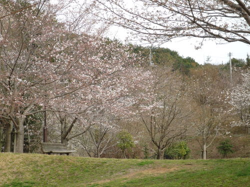 ワタシの素適な桜時間