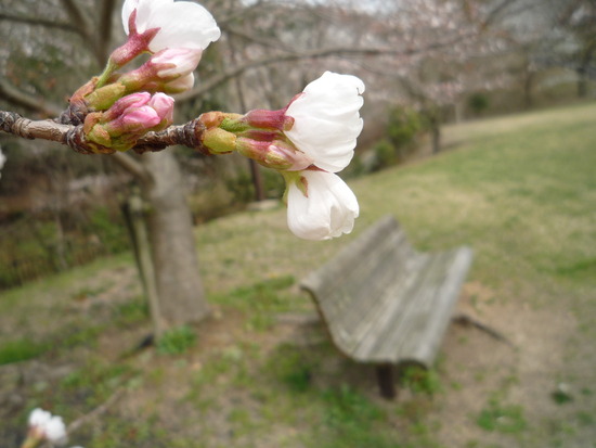 ワタシの素適な桜時間