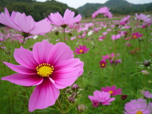 お顔見せない歯医者さん