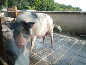 トンちゃんと小さな贅沢