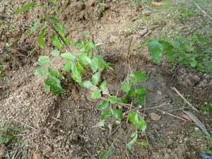 不老長寿の木を植えた。
