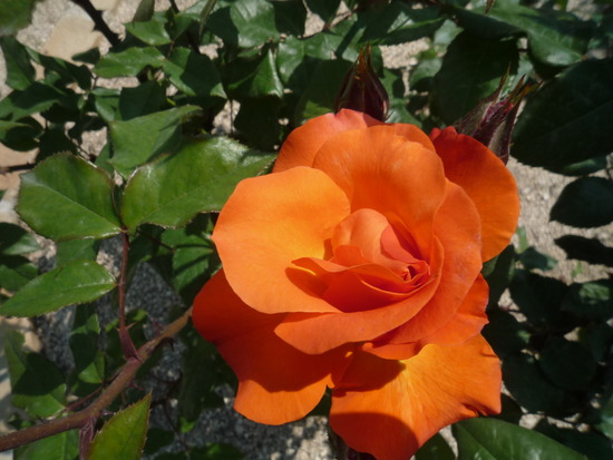 プリンセスたちの薔薇