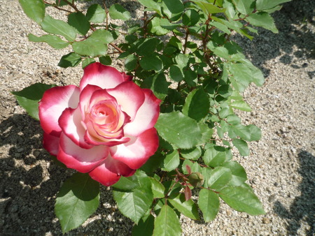 プリンセスたちの薔薇