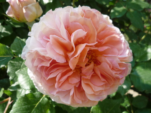 薔薇日 Ⅱ