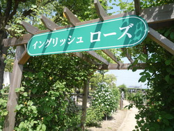 薔薇日 Ⅱ