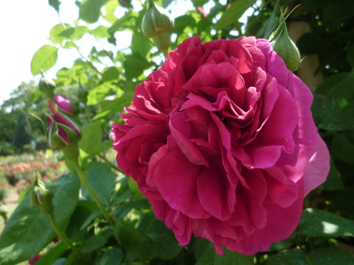 薔薇日 Ⅱ
