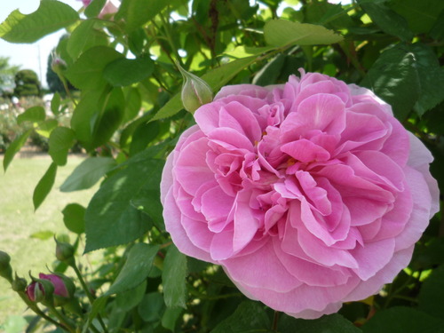 薔薇日 Ⅱ
