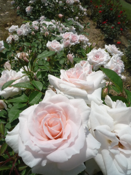薔薇日 Ⅱ