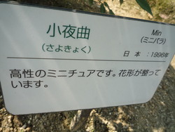 薔薇日 Ⅱ
