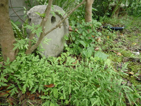 梅雨のひと休み