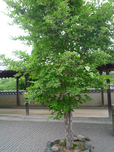 ふるさと案内Ⅱ・・・心洗われるところ