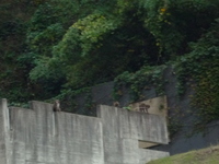 猿軍団現る