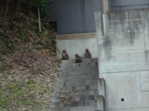 猿軍団現る