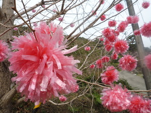 びっくり!満開の花