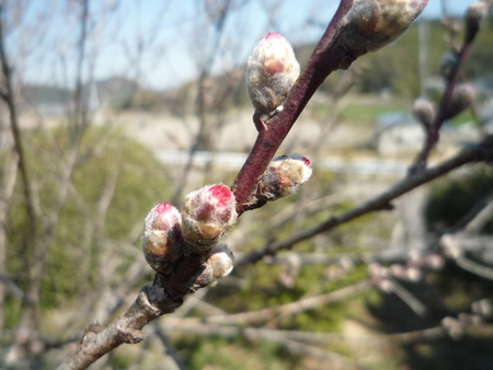 芽生え