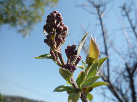 芽生え