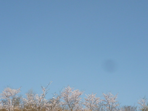 願わくは 花の下にて・・・。