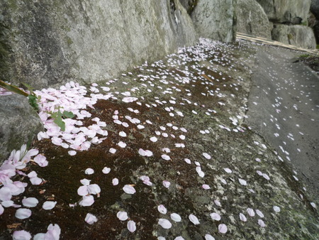 願わくは 花の下にて・・・。