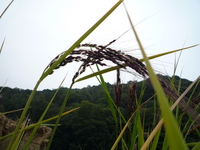田んぼが重荷に・・・米作りは去った。