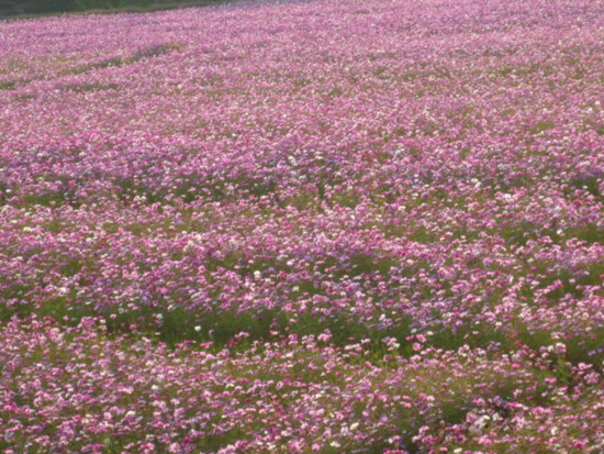 毎日、コスモス畑をながめながら暮らしてます。