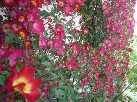 薔薇日 Ⅱ