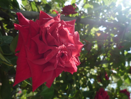 プリンセスたちの薔薇