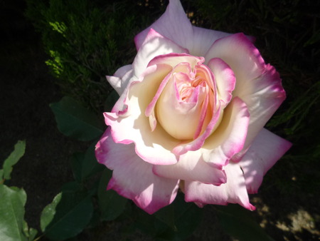 プリンセスたちの薔薇