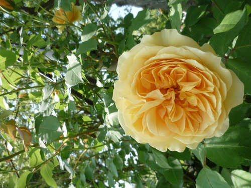 薔薇日 Ⅱ